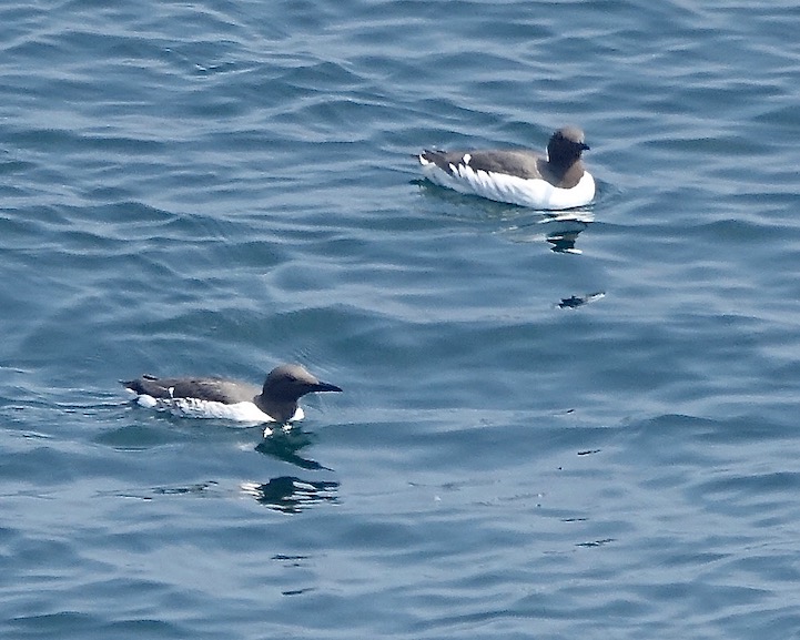 guillemot